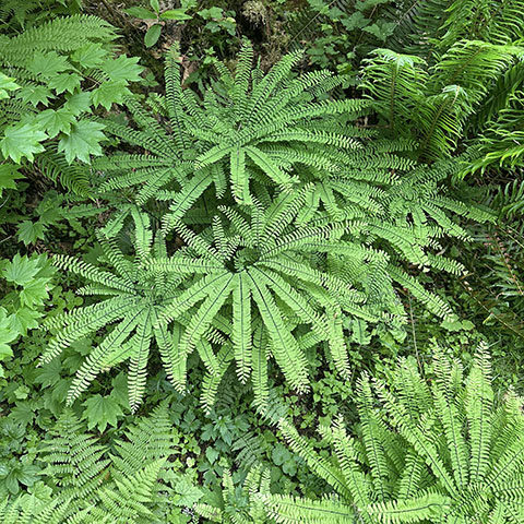 Ferns at Rockport State Park